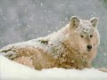 ANIMAUX SAUVAGES ET MOINS SAUVAGES ANIMAUX SAUVAGES ET MOINS SAUVAGES