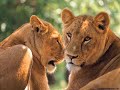animaux sauvages et moins sauvages