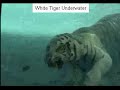 White Tiger Swimming Underwater White Tiger Swimming Underwater