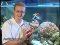 Marine Aquarium Advice (Corals)