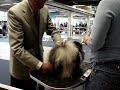 PEKK 09.02.08 CACIB Show ,  Pekingese ring