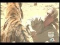 zoo keeper fights off tiger attack and lives!