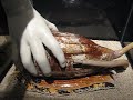 Conus Geographus Conus Geographus