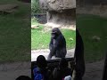 Gorila molesto le da buena lección a unos fastidiosos niños