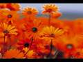 diaporama montage de photo de paysage