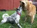 fozi and dot