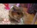 ハムスター面白動画 ハムスターのカワイイ顔がパンパンです 重たくて登れません 顔がパンパン