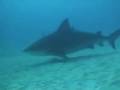 Tiburón Toro // Bull Shark