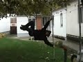?upanja Alac traceur