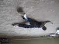 Its a spider shukan