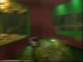 videos de BB9 - Zoo Task Day Two Pt2/28