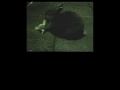 Bunnies of the Night