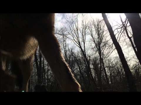 how to locate wolves