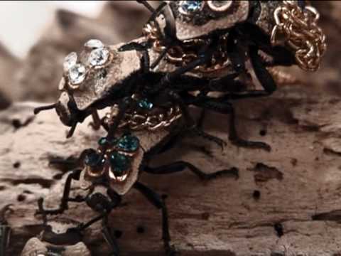 MEXIQUE le malheur Maquech : Scarabées insectes utiles changés en bijoux  vivants ! - Animalus