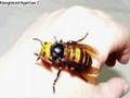 Scary-Animals-Montag