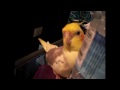 cockatiel psycho