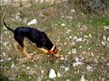 Segugi braccano lepre nel Chianti
