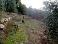 videos de Segugi braccano lepre nel Chianti