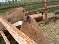 ラクダ動画