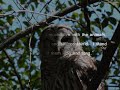 Click here to watch this video Meditations with Nature