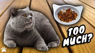 Am I Feeding My British Shorthair Cat Too Much Food?