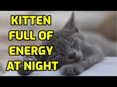 How Do I Get My Kitten To Sleep At Night?