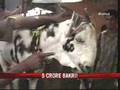 Badshah: Goat with Allah pattern for Rs 5 crore