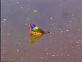 Painted Bunting Painted Bunting