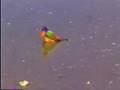 Painted Bunting
