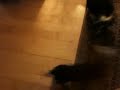 Meatwad loves bentley