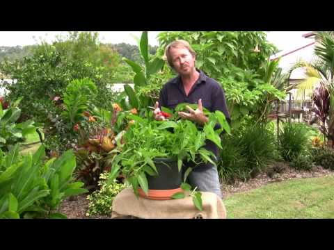 how to harvest kangkong