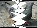 piccione maledetto piccione maledetto