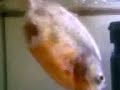 piranha attack: the aftermath of being eaten #1