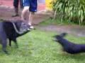 Julia Roberts versus Lupe the Dachschund