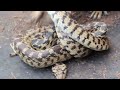 Squirrel vs. Snake (Grand Canyon)