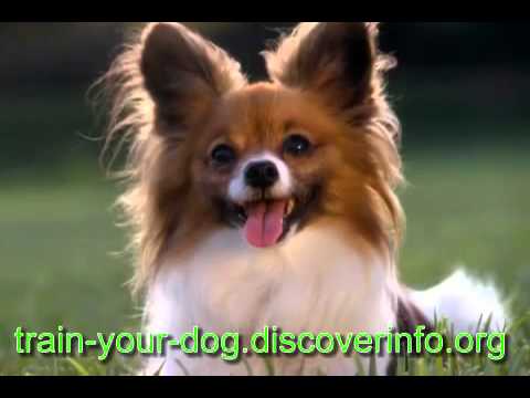 how to train a puppy to go to the door