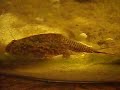 Tank the Triops digging. Tank the Triops digging.