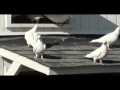Exotic & Fancy Birds - Melluzzo Fancy Pigeons 03