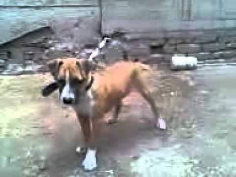 pitpol - جااااكى.