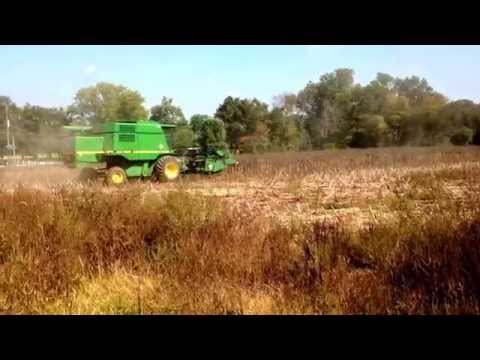 how to harvest nigella seeds