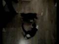 videos de Dizzy by name, Dizzy by nature.mp4
