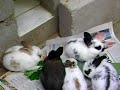 Filhotinhos coisa fofa Filhotinhos coisa fofa