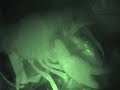 Hannibal Lobster