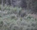 Tasmanian Hellyer Rally 2008 - Stage 11