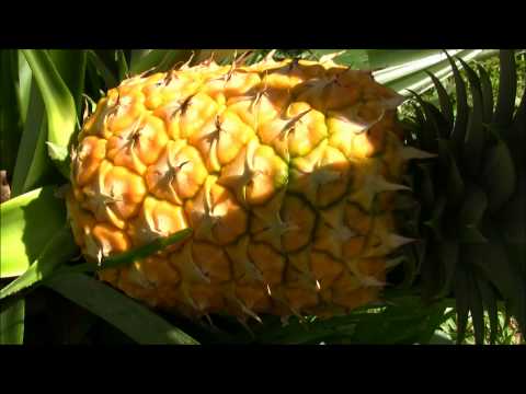how to harvest pineapple