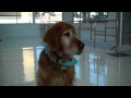 tole-rant about: Just Pet Summit