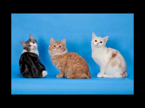 Cymric Cat and Kittens | History of This Charming Breed