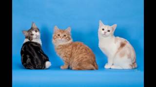 Cymric Cat and Kittens | History of This Charming Breed