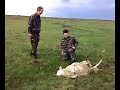 Stupid dying sheep we tried to help