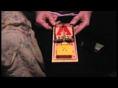 how to set a rat snap trap